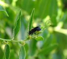 Imagem de Andrena thoracica (Fabricius 1775)