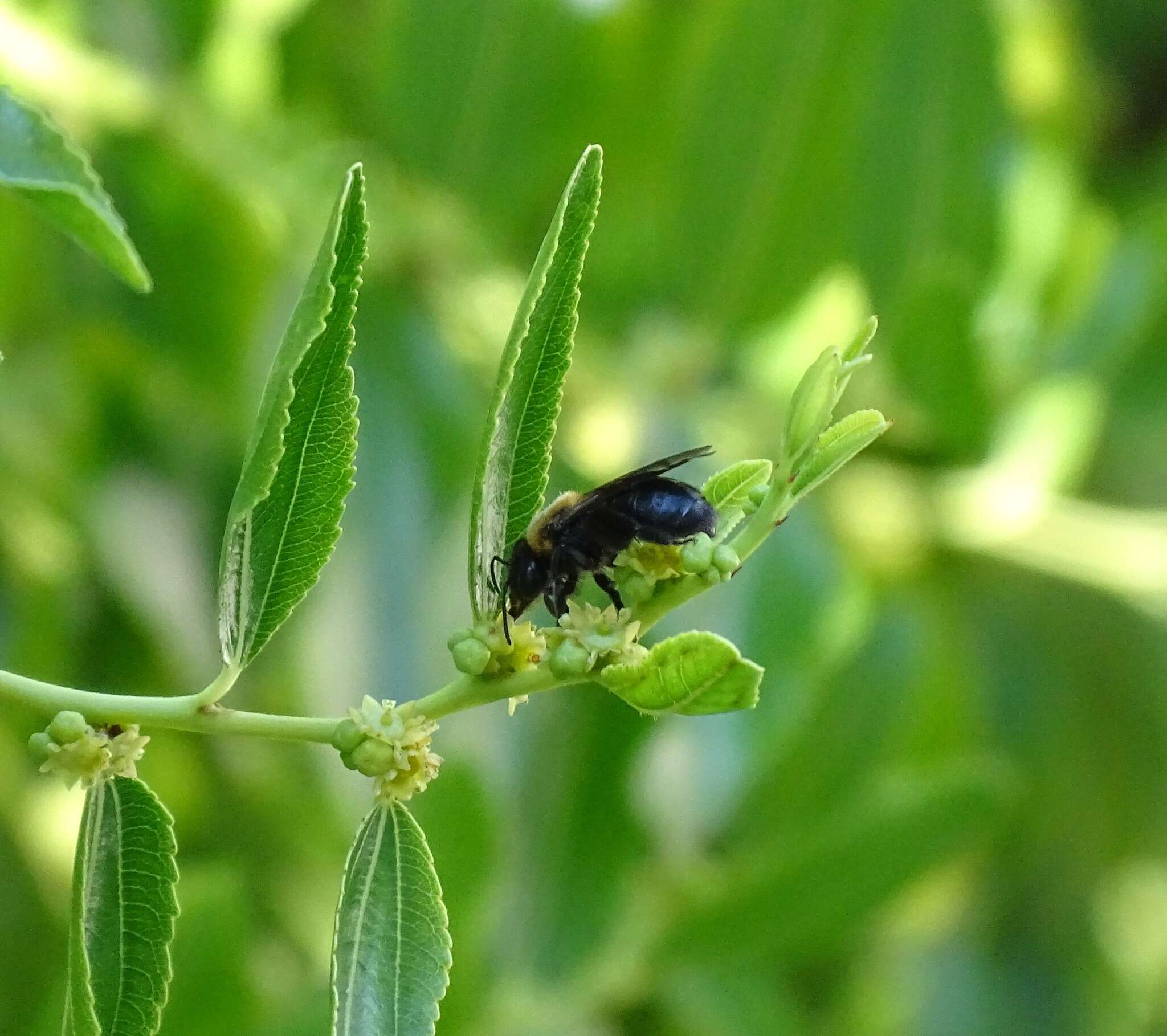 Imagem de Andrena thoracica (Fabricius 1775)