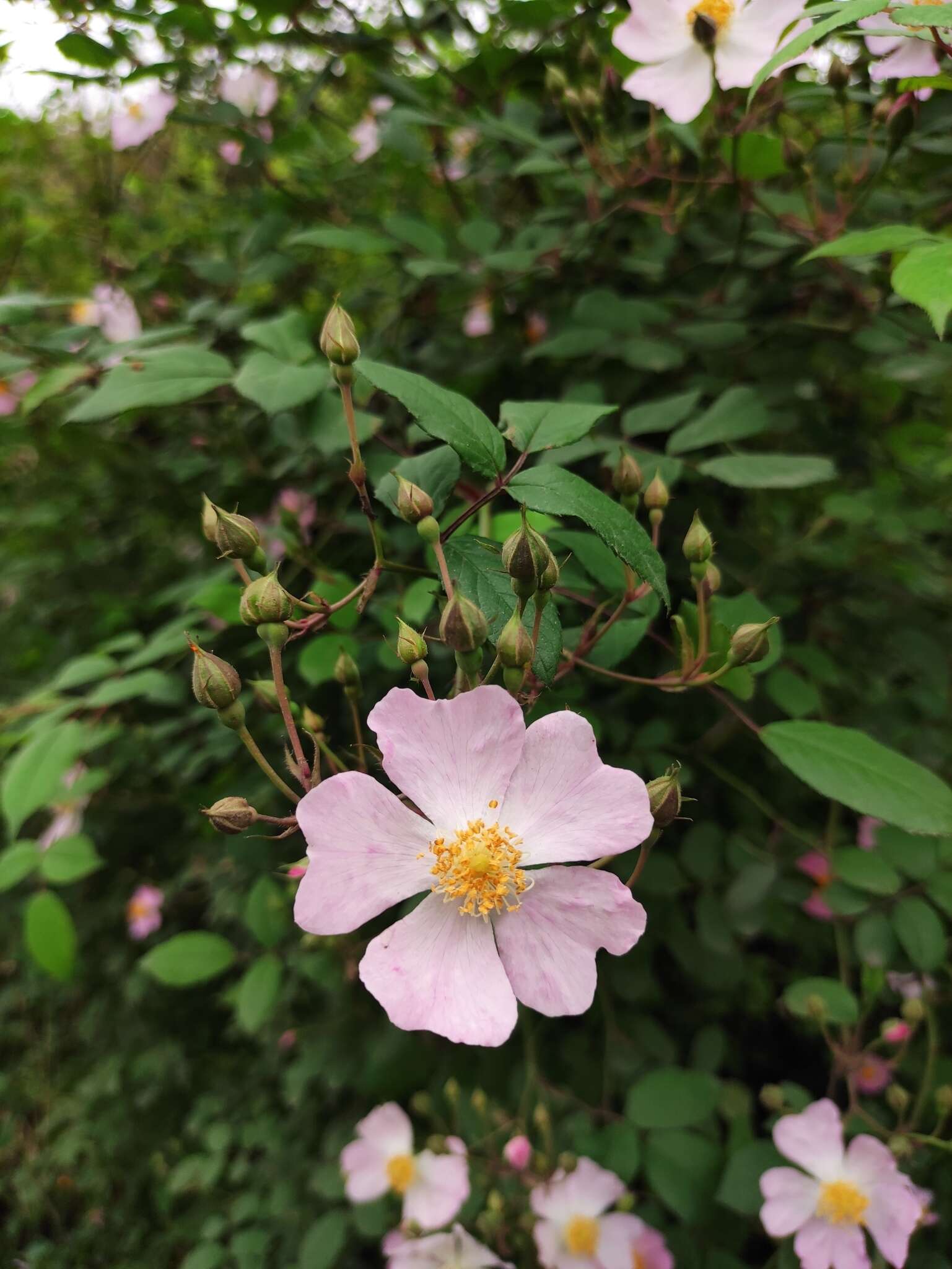 Image de Rosa multiflora var. cathayensis Rehd. & E. H. Wilson