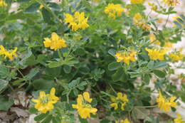 Plancia ëd Coronilla coronata L.