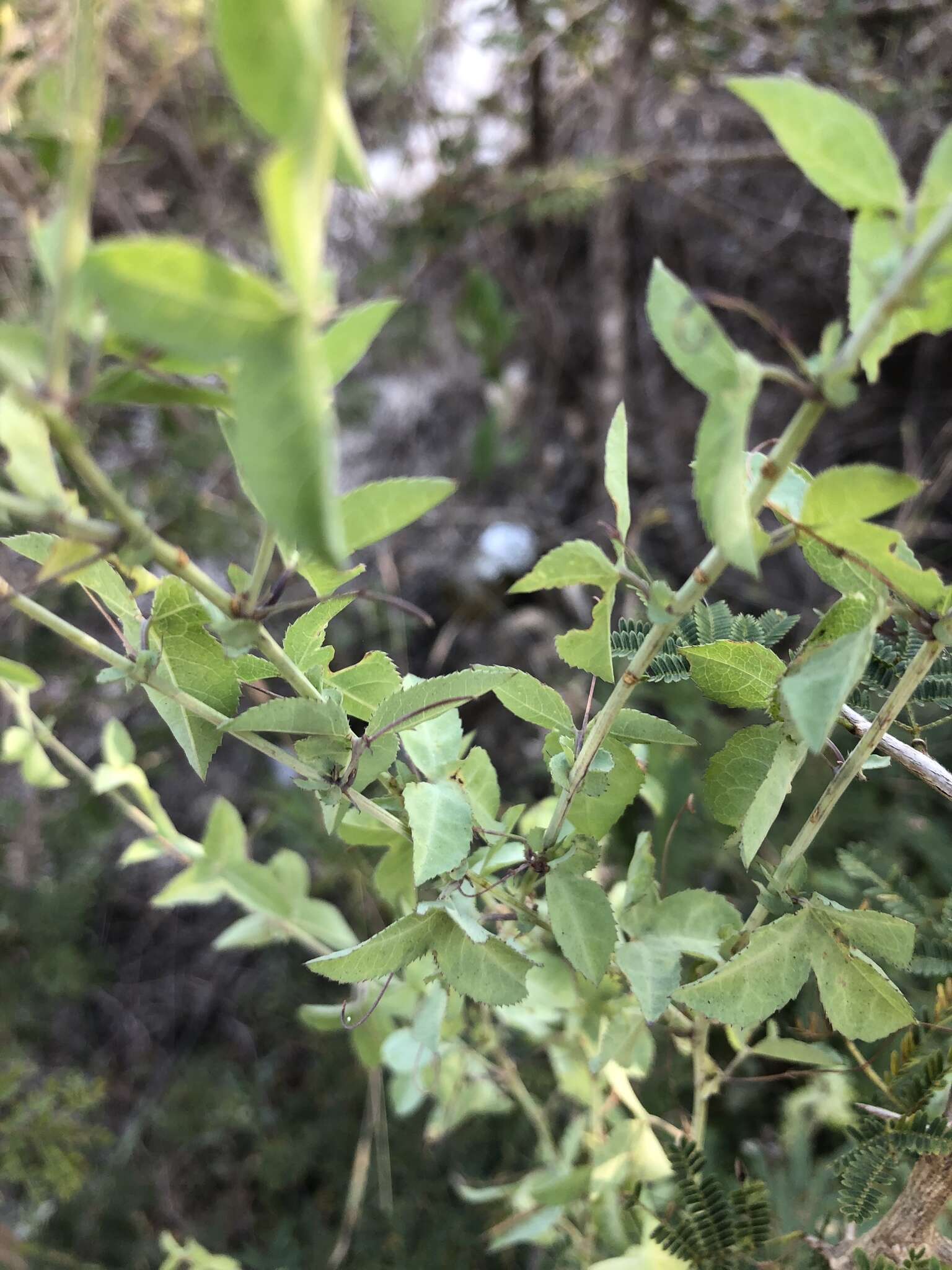 Imagem de Basananthe triloba (Bolus) de Wilde