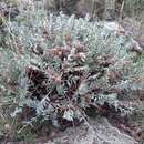 Image de Oxytropis tragacanthoides DC.