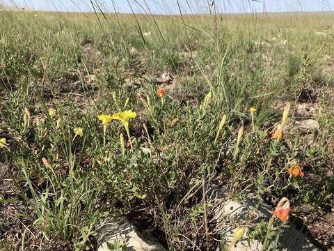 Oenothera hartwegii subsp. pubescens (A. Gray) W. L. Wagner & Hoch resmi