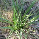 Image of Arizona Eryngo