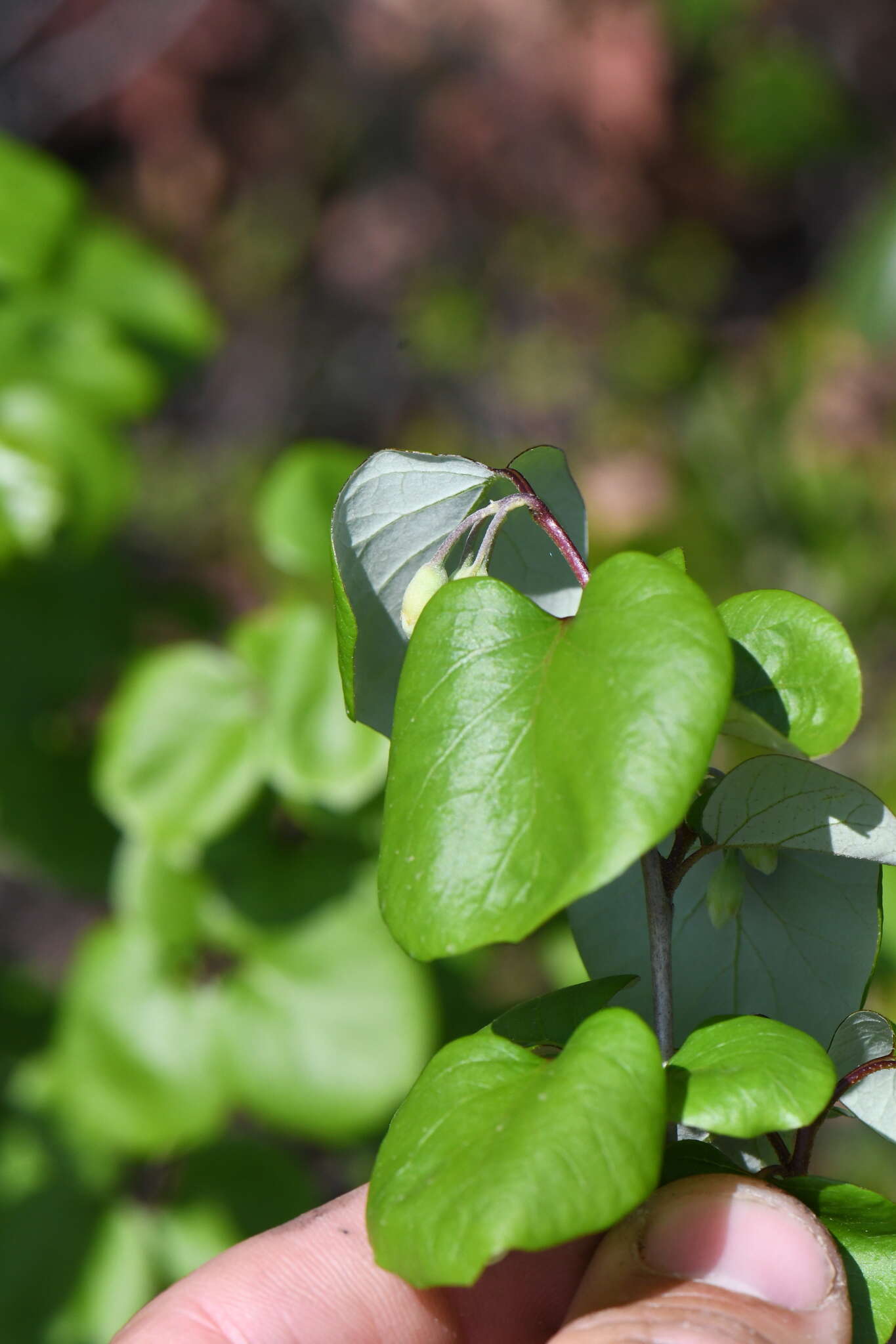 Image of Texas snowbells