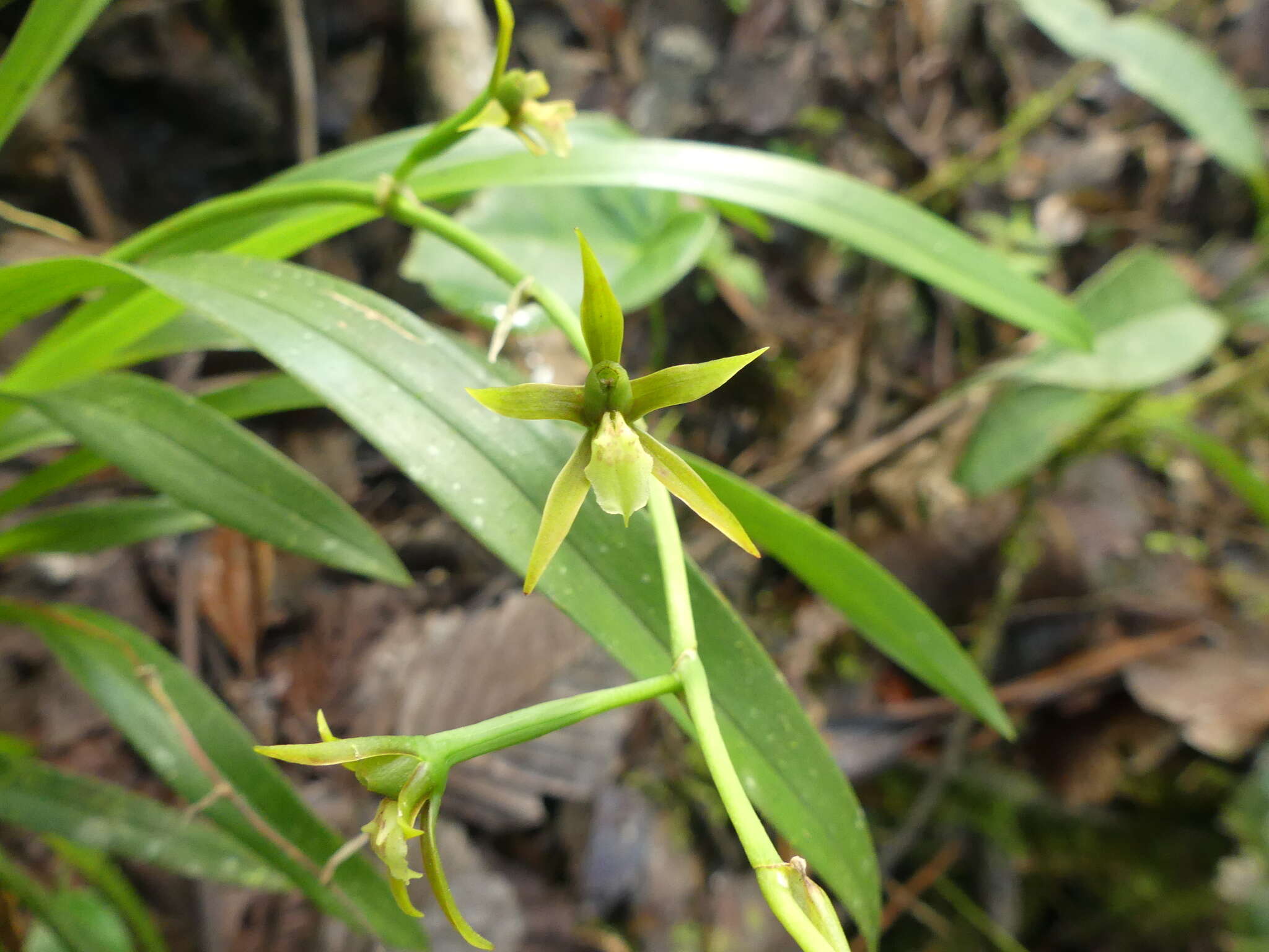 Image of Brassia euodes Rchb. fil.