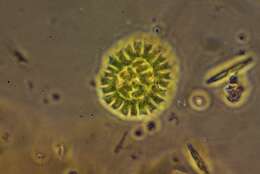 صورة Pseudopediastrum