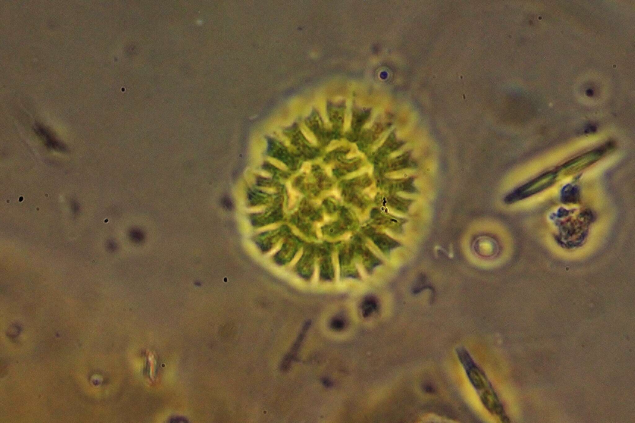 Image of Pseudopediastrum