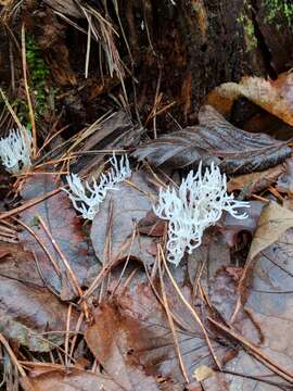 Image of Lentaria epichnoa (Fr.) Corner 1950