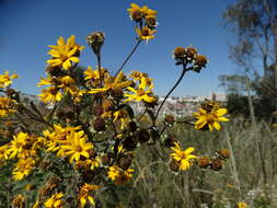 Image of Aldama buddlejiformis (DC.) E. E. Schill. & Panero