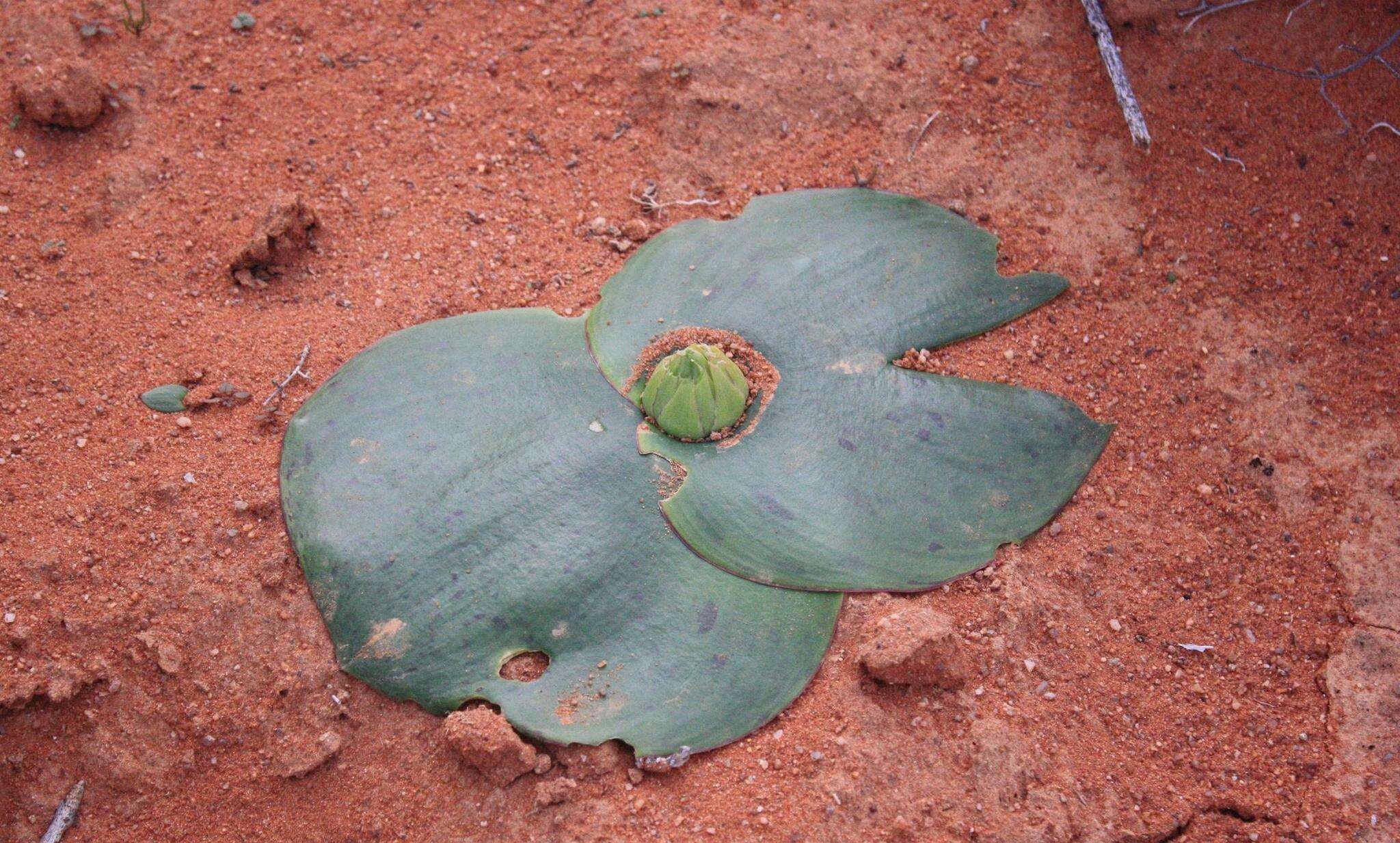 Image of Common Hedgehog Lily