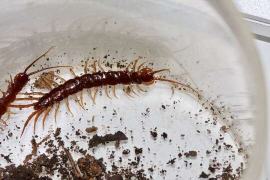 Image of Lithobius peregrinus Latzel 1880