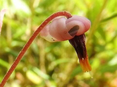 Image of Bog Cranberry