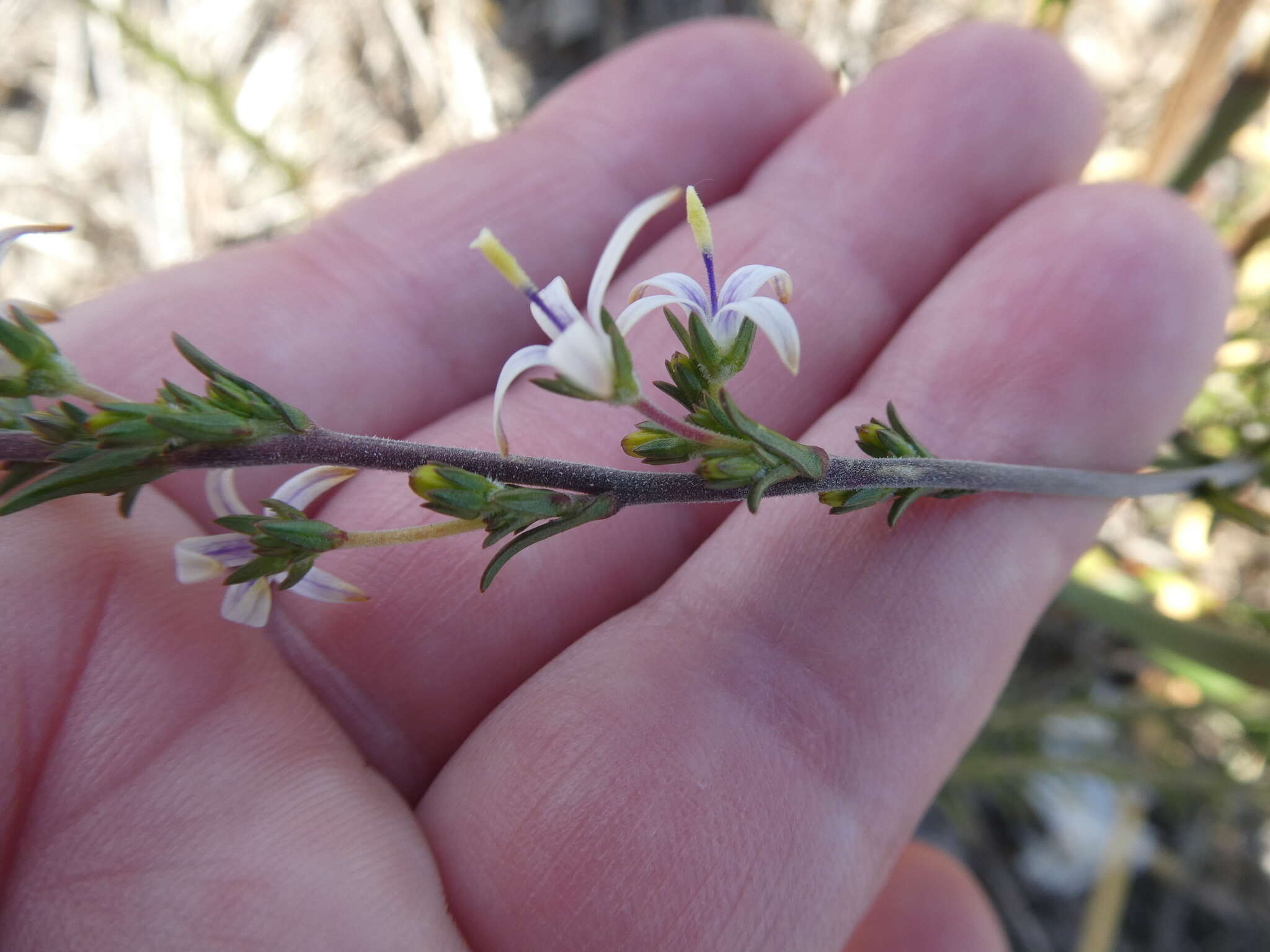 Wahlenbergia longifolia (A. DC.) Lammers resmi