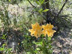 Plancia ëd Diplacus grandiflorus Groenland