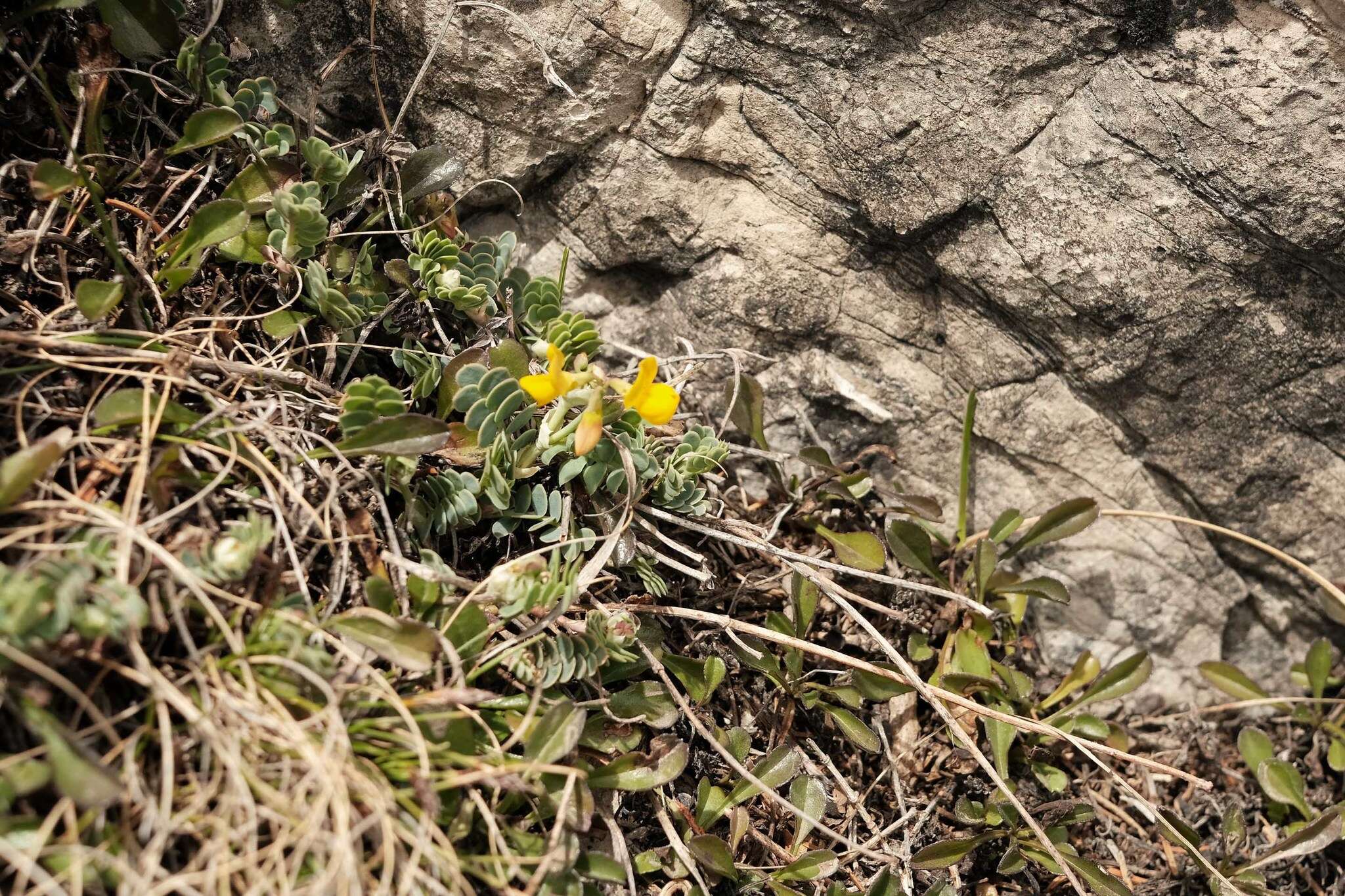 صورة Coronilla vaginalis Lam.