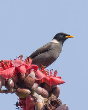 Image of Collared Myna