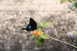 Image of Papilio paris Linnaeus 1758