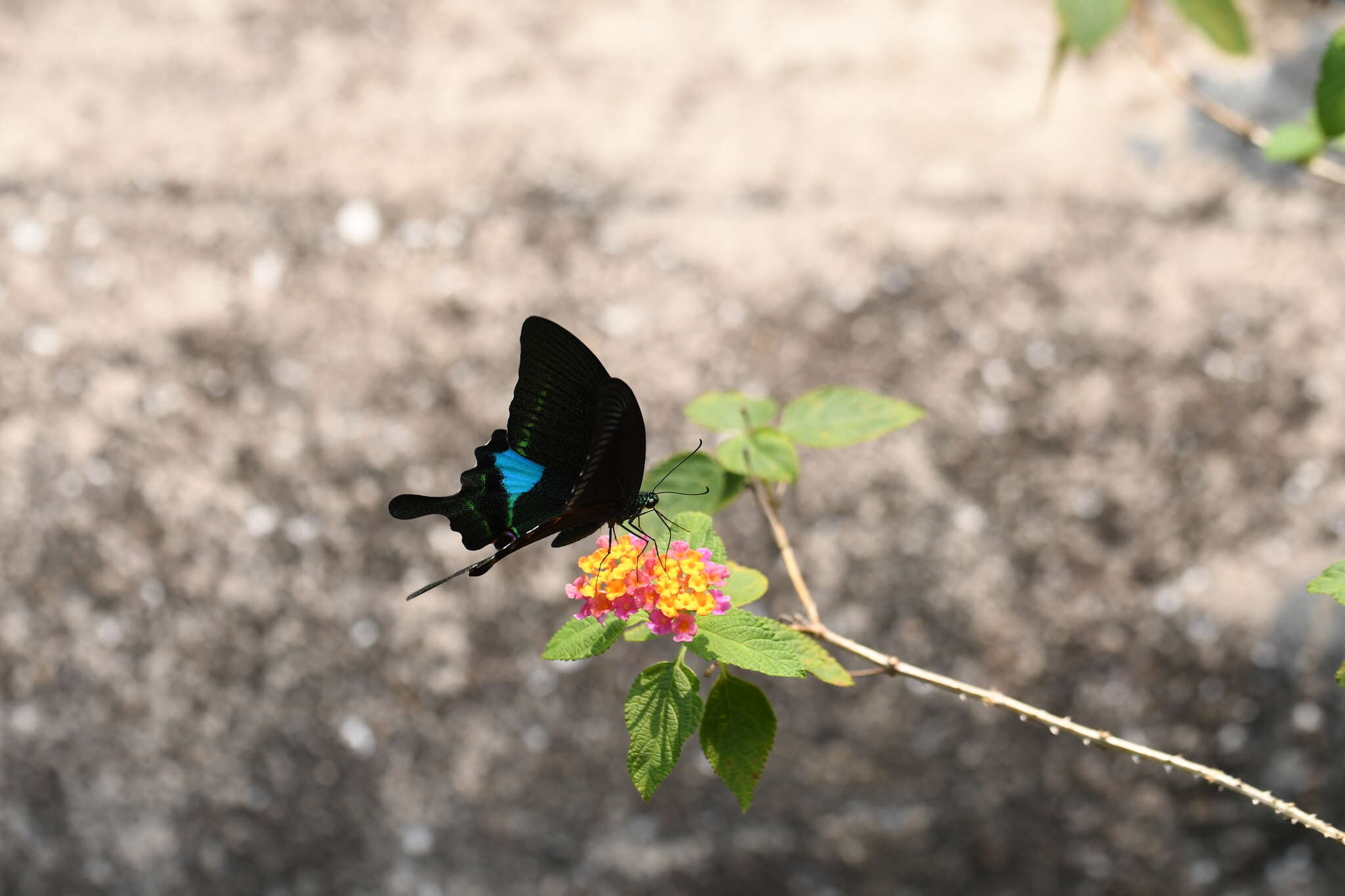 Image of Papilio paris Linnaeus 1758