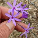 Image of Tulbaghia violacea subsp. macmasteri Vosa