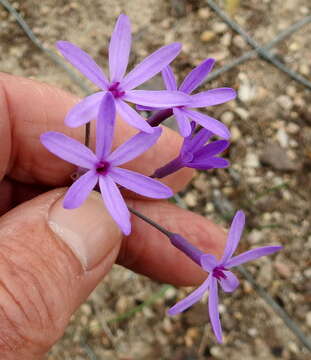 Tulbaghia violacea subsp. macmasteri Vosa resmi