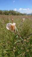 Sivun Commelina scabra Benth. kuva