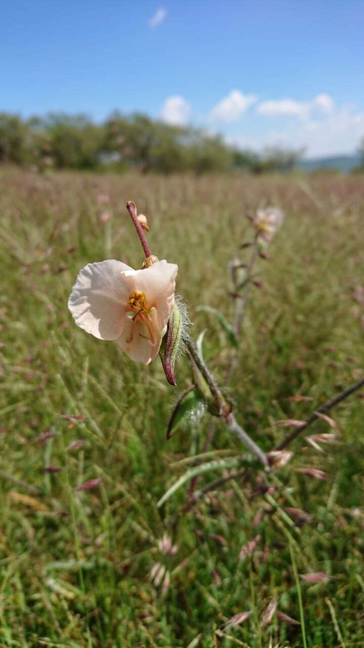 Sivun Commelina scabra Benth. kuva