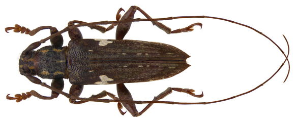 Image of <i>Falsepilysta laterimaculata</i> (Heller 1924)