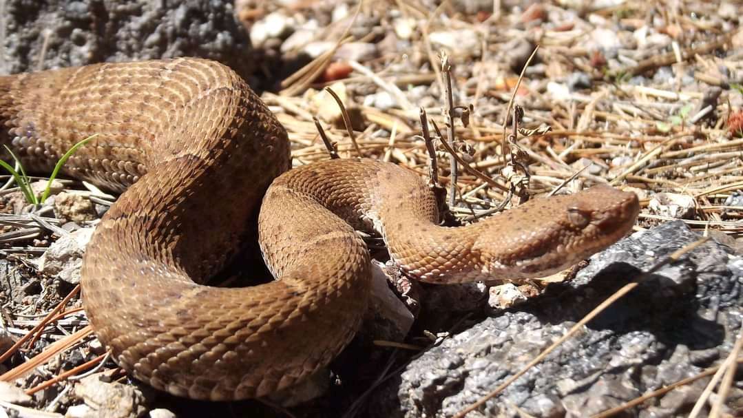 Image of Crotalus willardi silus Klauber 1949