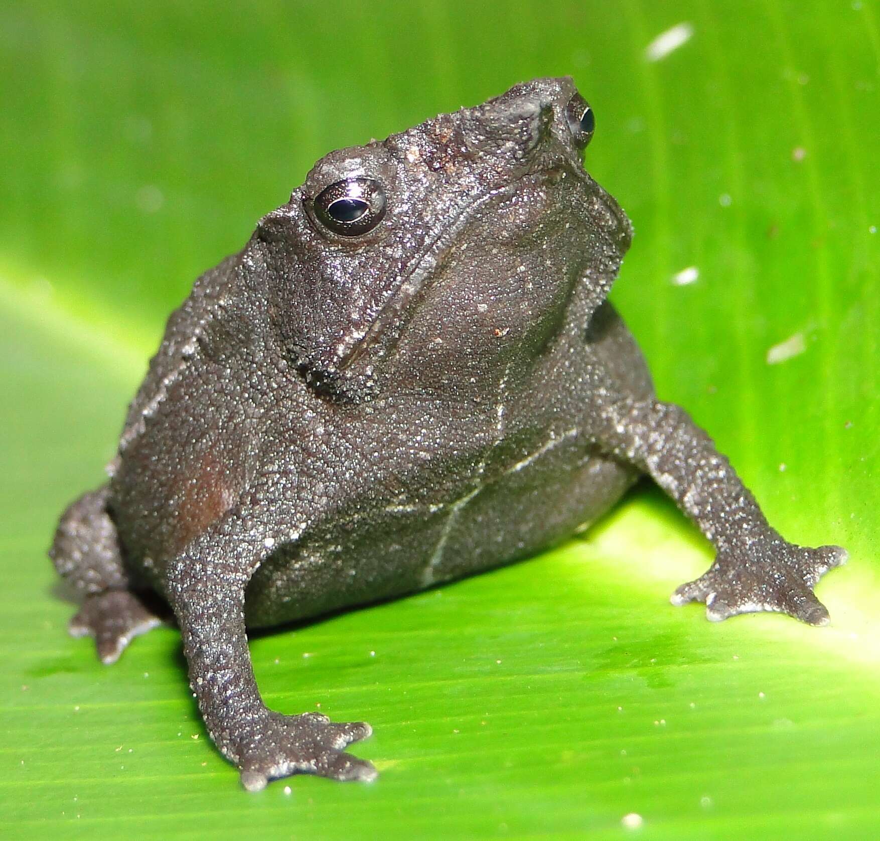 Sivun Rhinella festae (Peracca 1904) kuva