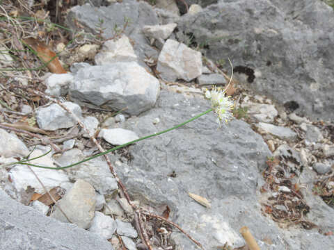 Слика од Allium horvatii Lovric