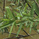 Image of Alchornea castaneifolia (Humb. & Bonpl. ex Willd.) A. Juss.