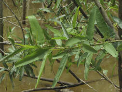 Image de Alchornea castaneifolia (Humb. & Bonpl. ex Willd.) A. Juss.