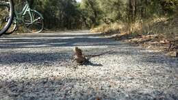 Imagem de Pogona minor (Sternfeld 1919)