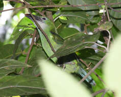 Image of Chestnut-tipped Toucanet