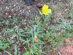 Image of longstem evening primrose