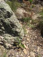 Image of Lemmon's hawkweed