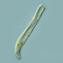 Image of Condylostomatidae