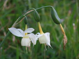 Image de Narcissus triandrus subsp. triandrus