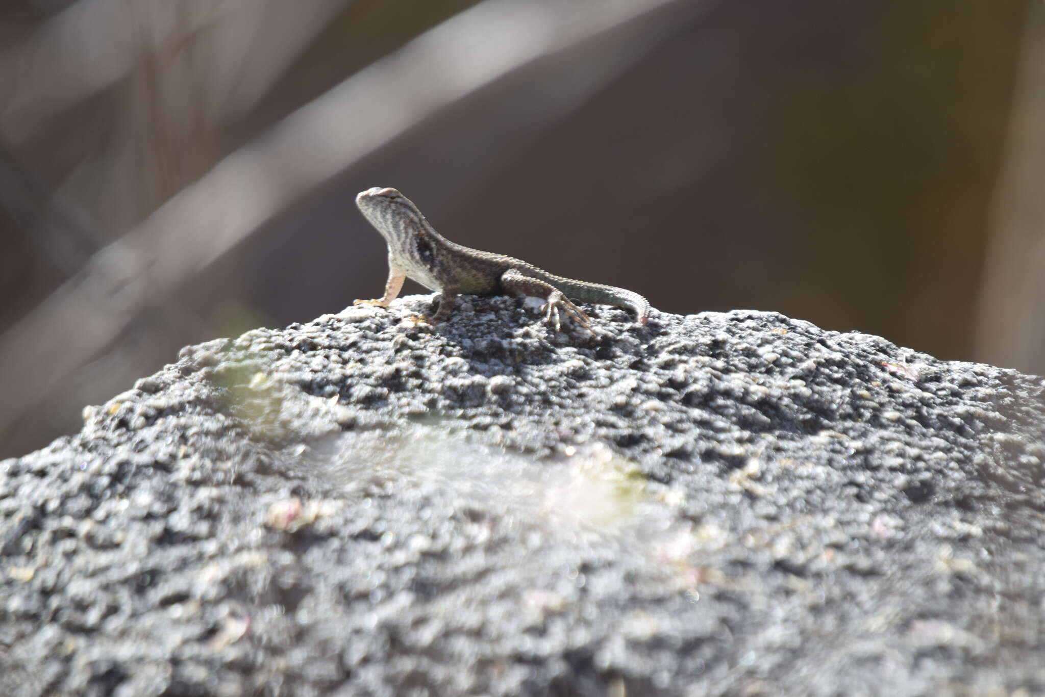 Plancia ëd Sceloporus licki Van Denburgh 1895