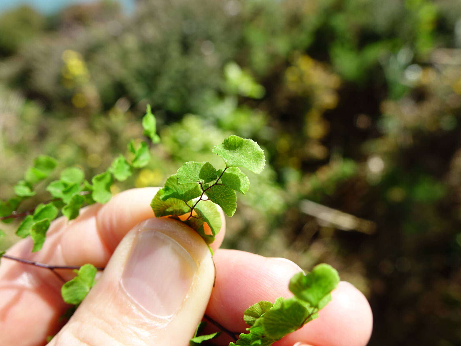 Image of Adiantum aethiopicum L.