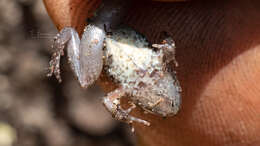 Image of Mababe river frog