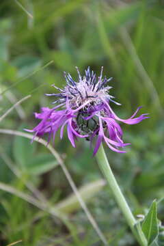 Centaurea cheiranthifolia Willd. resmi