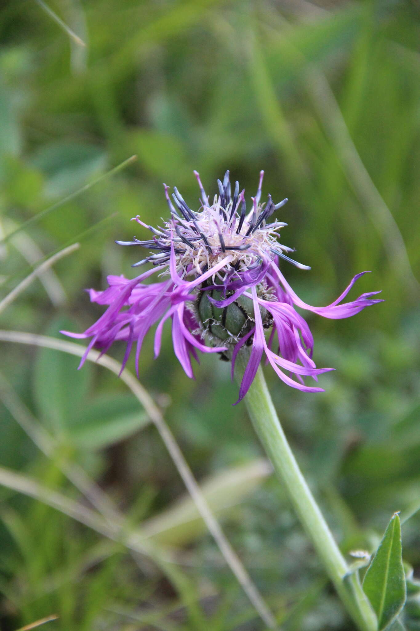 Слика од Centaurea cheiranthifolia subsp. willdenowii (Czer.) A. D. Mikheev