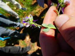 Image de Linaria triphylla (L.) Mill.