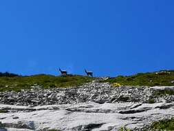 Image of Apennine chamois