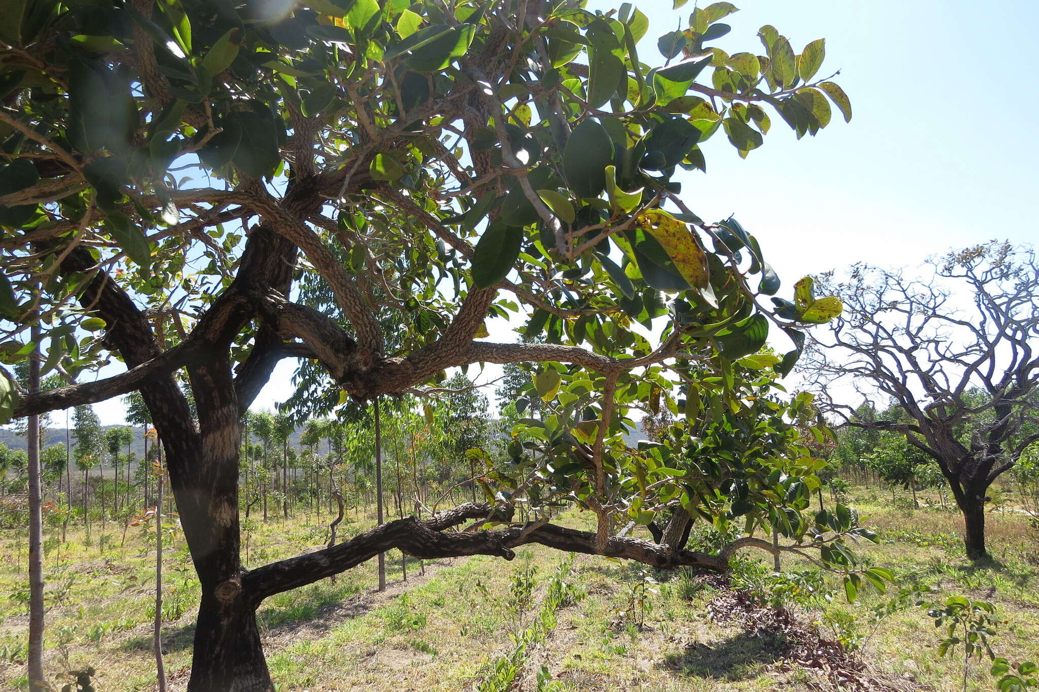 Image of Annona crassiflora Mart.