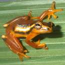 Image of Reed frog