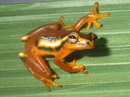 Image of Reed frog