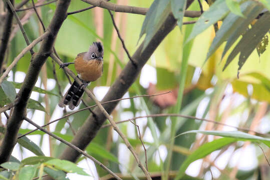 Image of Black-crowned barwing